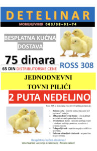 Jednodnevni tovni pilici (ROSS 308)