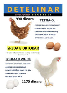 Mlade koke nosilje! Tovni pilici od 3 nedelje i jednodnevni!