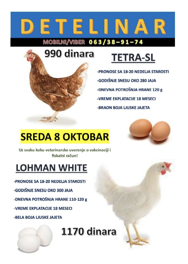 Mlade koke nosilje Tetra-SL i Lohman white!