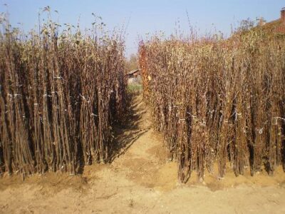 RASADNIK NASTIC SAŠE prodaja voćnih sadnica
