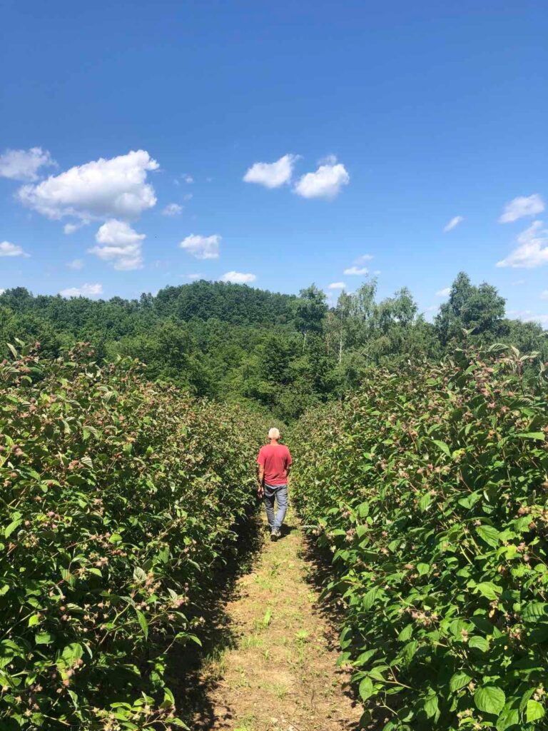 Sadnice maline Vilamet, Glen Ample, Stari Vilamet