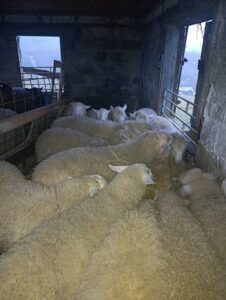 Jagnjići, četiri ipo meseca