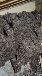 NA PRODAJU: Isečena Loza 1 KLASE za Kalemljenje (Kober BB)